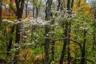 Along the Skyline Parkway-8887.jpg Along the Skyline Parkway-8887.jpg